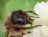 Osmia (emarginata-mustelina)